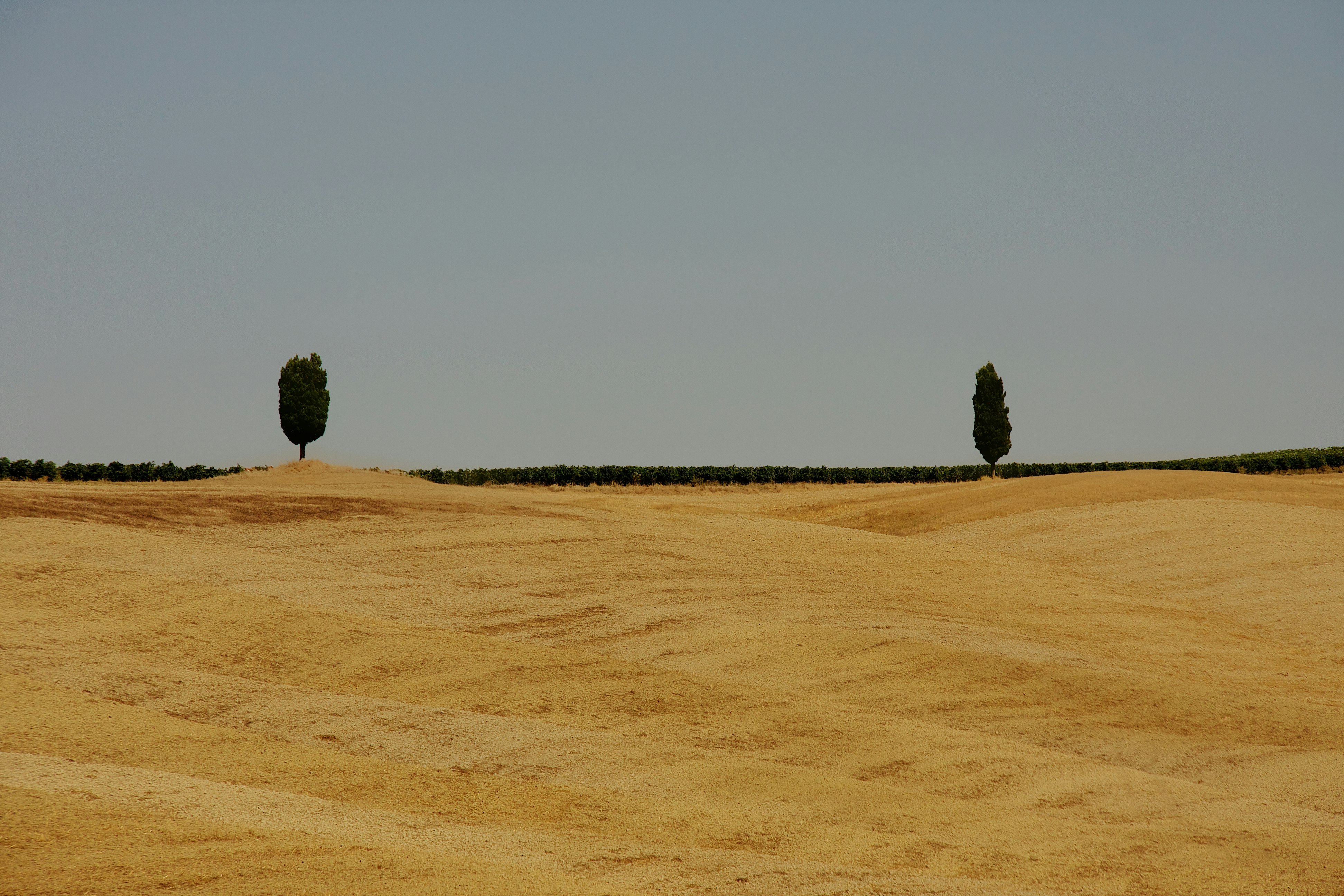 green tree in the middle of brown field